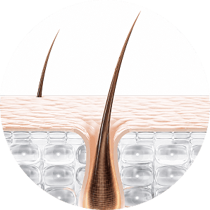 Hair follicle at 0 week