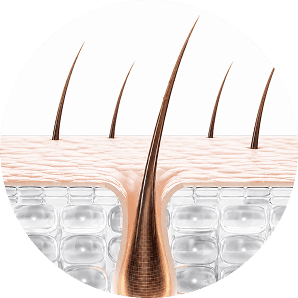 Hair follicle at 1–6 weeks